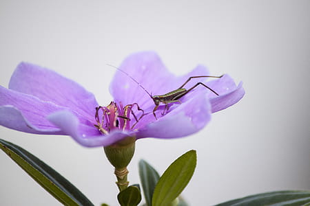 Grass Hopper on Purple Flower thumbnail