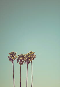 four coconut trees thumbnail