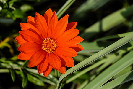 orange flowering plant thumbnail