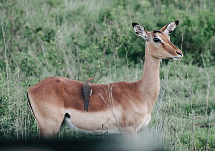 black bird perched on brown deer back standing on grass thumbnail