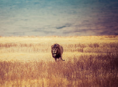 Brown Lion Walking on Brown Withered Grass Field thumbnail