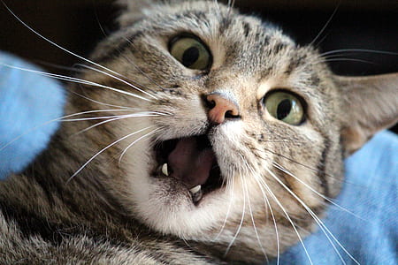 brown tabby cat close-up photo thumbnail