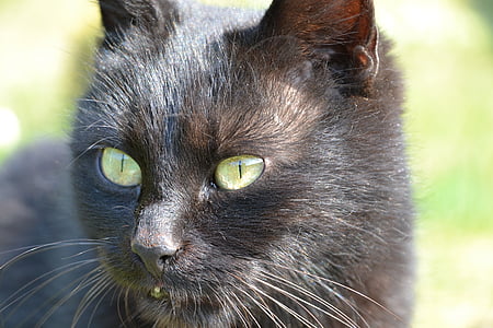 close-up photo of black cat thumbnail