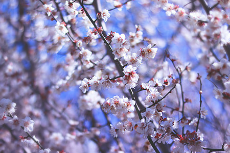 selective focus photography of white petaled flowers during daytime thumbnail