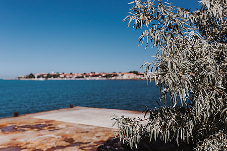 Close up of tree, Nessebar, Black Sea, Bulgaria thumbnail