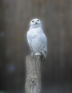 white owl on brown trunk thumbnail