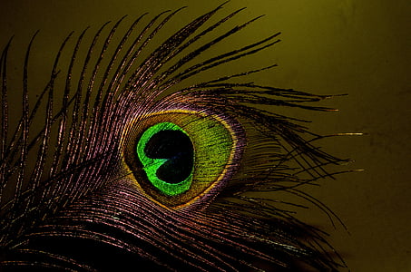 peacock feather thumbnail