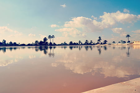 silhouette of tree near body of water thumbnail