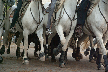 three white horses ahead thumbnail