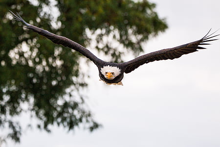 flying eagle under daytime sky thumbnail