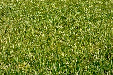green grass field thumbnail