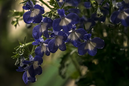 purple and white flowers thumbnail