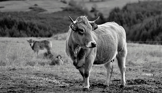 grayscale photography of bull standing on grass field thumbnail