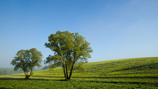 two green trees on green grassy hill under blue skies thumbnail