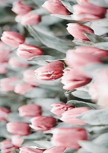red tulip flowers thumbnail