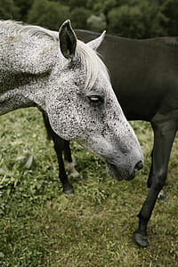 photo of white and black horse thumbnail