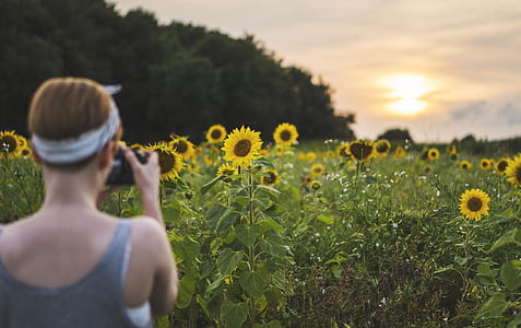 dawn, nature, sky, field thumbnail