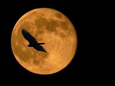 silhouette of bird flying through full-moon thumbnail
