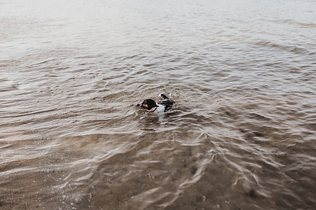 Dog in the water thumbnail