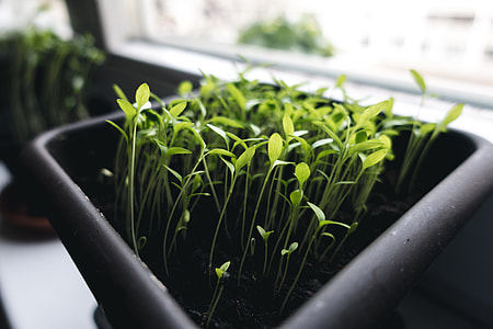 Growing herbs at home thumbnail