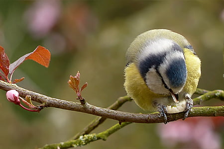 yellow and black feathered bird photo thumbnail