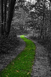 selective color photography of green grass pathway between trees thumbnail