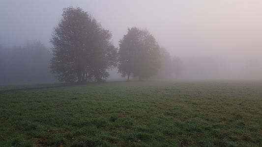 trees covered with fogs on grass field thumbnail