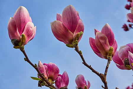 close-up of pink flowers in bloom thumbnail