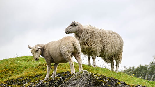 two sheeps on green grassland thumbnail