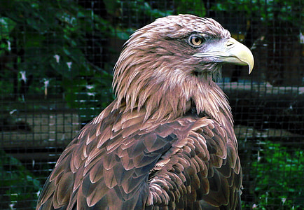 Golden Eagle, Bird Of Prey thumbnail