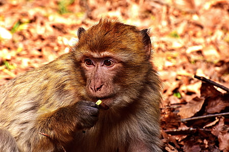 monkey on dried grass thumbnail