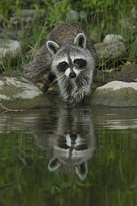 gray raccoon about to swim in the water beside rocks at daytime thumbnail