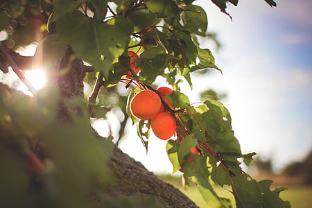 Fresh Apricots On The Tree thumbnail