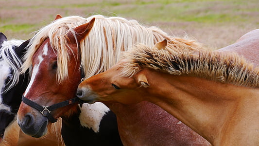 photo of group of horse thumbnail