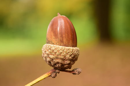 tilt-shift photography of walnut thumbnail