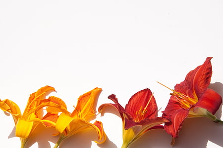 photo of yellow and red broad petaled flowers thumbnail