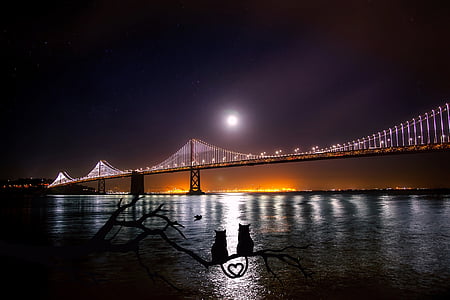 cable bridge during night thumbnail