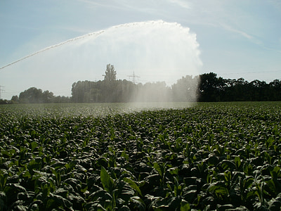 green plant field pouring by water thumbnail