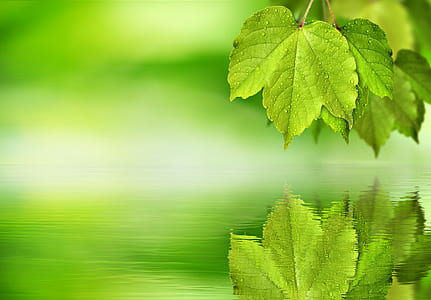 green leaf near body of water thumbnail