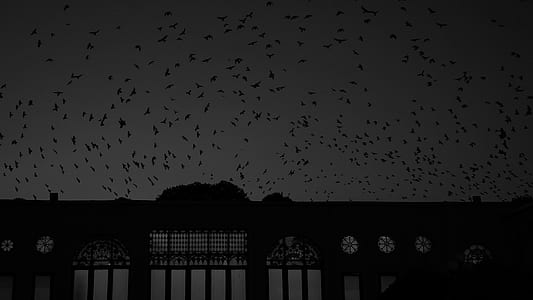 flight of bird above building thumbnail
