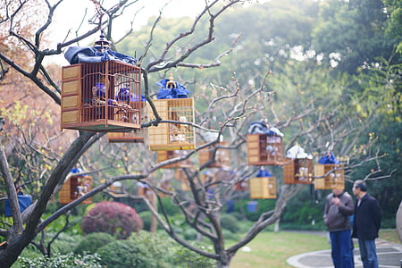 selective focus photography of hanging bird cages on tree branc thumbnail