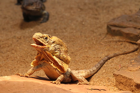 brown lizard on brown rock thumbnail
