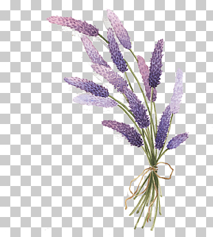 Lavender Drawing, lavender, purple petaled flowers bouquet illustration PNG clipart