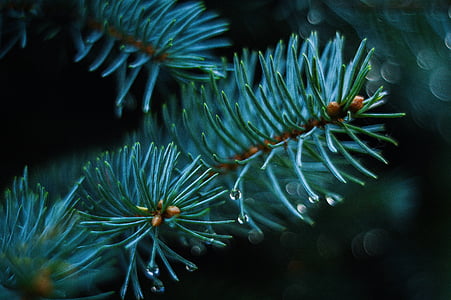 selective photography of pine tree leaf thumbnail