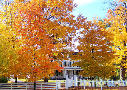 maple leaf trees near house thumbnail