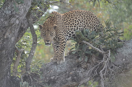 leopard climbing down the tree thumbnail