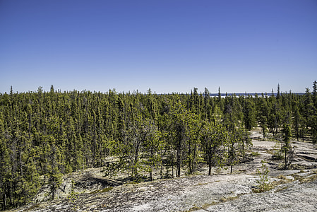Pine trees below the rock under blue skies on the Ingraham Trail thumbnail
