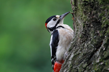black and white bird perched on tree branch thumbnail