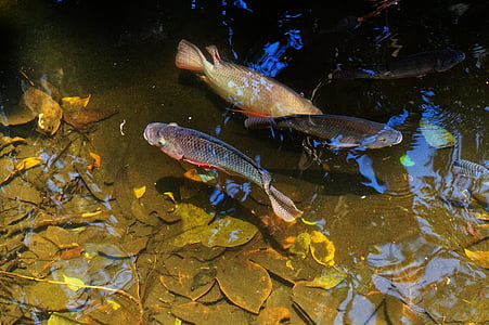 pet fishes thumbnail