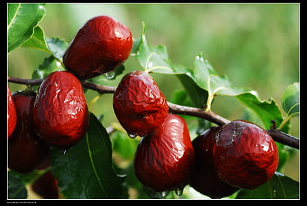 red fruit tree thumbnail